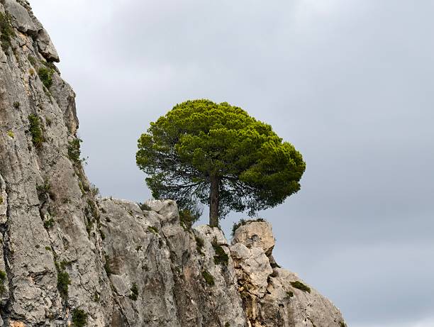 Relic pine tree, spread-eagled on the mountainside. Crimea.