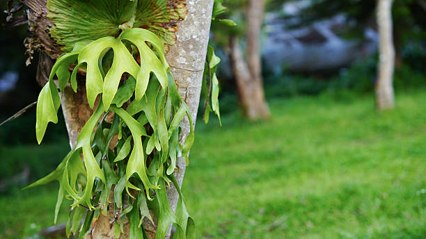 istock Platycerium bifurcatum (Cav.) C. Chr. on a green tree. 2242494937