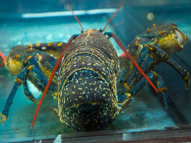 istock Brittany blue lobster's back in close up at a fish tank 2242495455