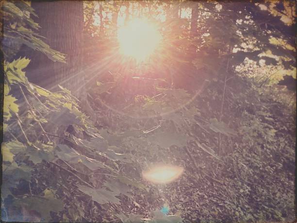istock Vintage Style Sunset in the Forest 2242495590