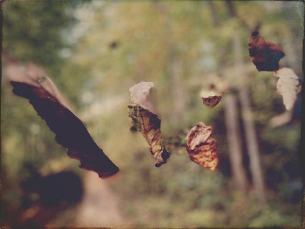 Autumn Leaves Suspended in a Spider Web