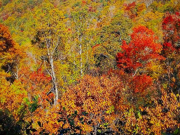 Autumn Leaves in the Blue Ridge Mountains