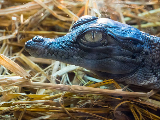 Saltwater crocodile