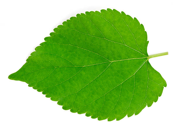 istock top view hibiscus leaves green on white background. 2242500694