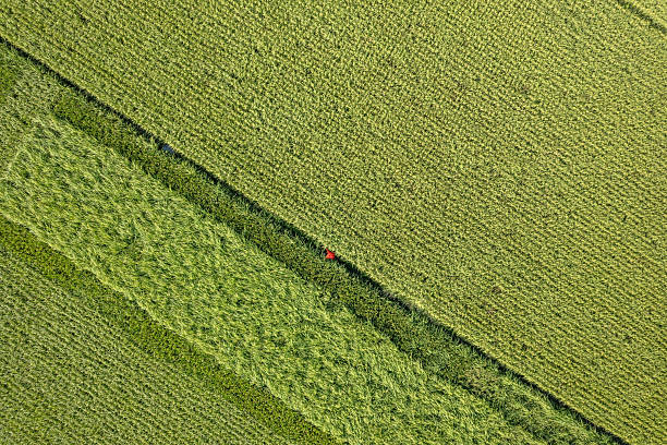 istock Vertical aerial shot of green fields on a clear day 2242501865