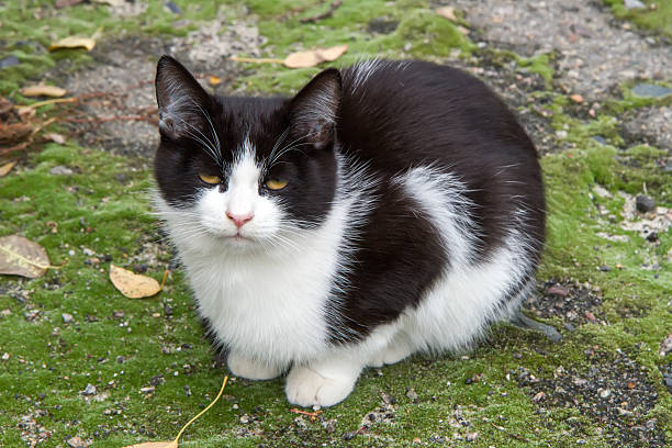 A sleepy cat sits on the mossy ground. Young black and white cat