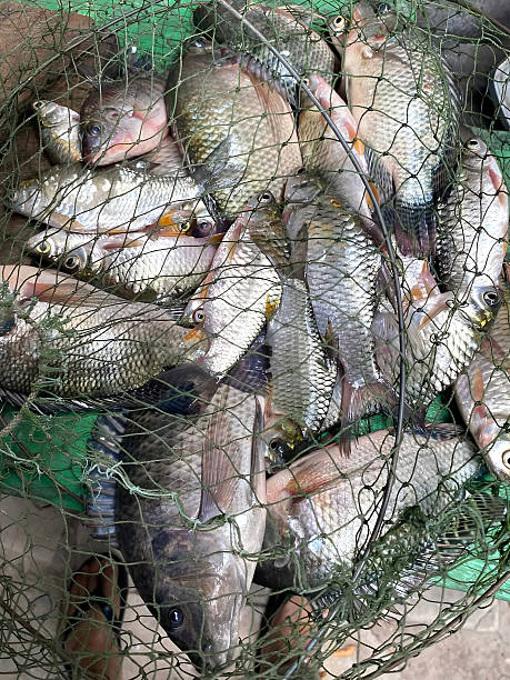 istock fresh fish in market 2242502771