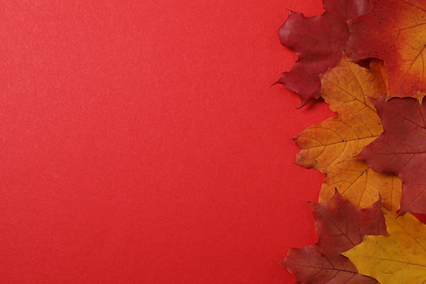 istock Pumpkins, acorns and fallen leaves on a red background 2242503502