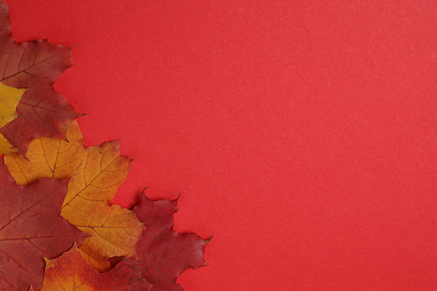 istock Pumpkins, acorns and fallen leaves on a red background 2242503503
