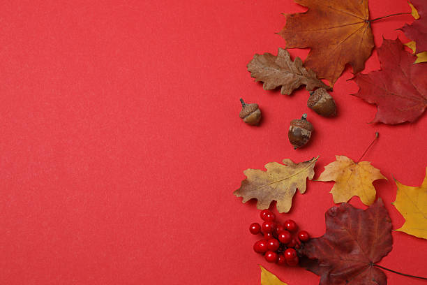 istock Pumpkins, acorns and fallen leaves on a red background 2242503525