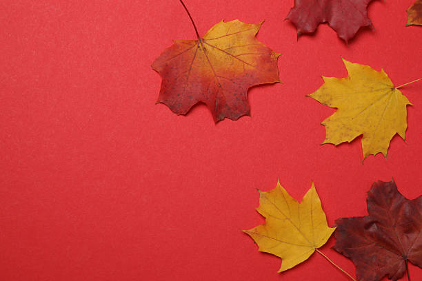 istock Pumpkins, acorns and fallen leaves on a red background 2242503527