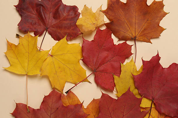 istock Pumpkins, acorns and fallen leaves on a beige background with space for design. 2242503538