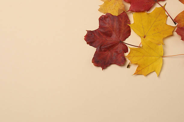istock Pumpkins, acorns and fallen leaves on a beige background with space for design. 2242503597