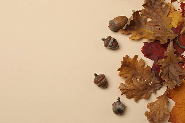 istock Pumpkins, acorns and fallen leaves on a beige background with space for design. 2242504129