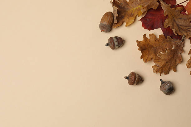 istock Pumpkins, acorns and fallen leaves on a beige background with space for design. 2242504130