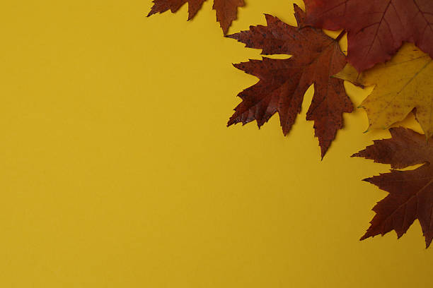 istock Pumpkins, acorns and fallen leaves on a yellow background with space for design. 2242504180