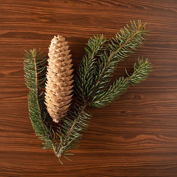 Pine cone on a fir branch