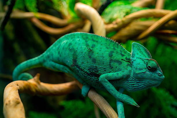 istock Green chameleon in the terrarium. 2242505079