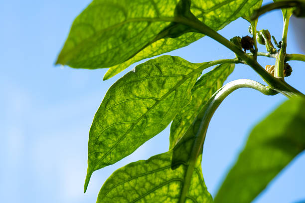 Green leaves growing on a plant with sunlight illuminating the veins