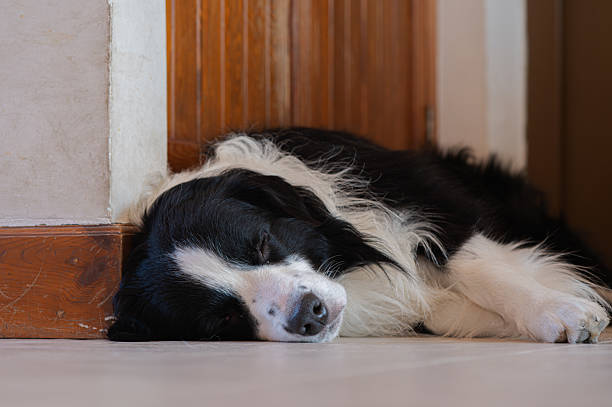 Perro en casa