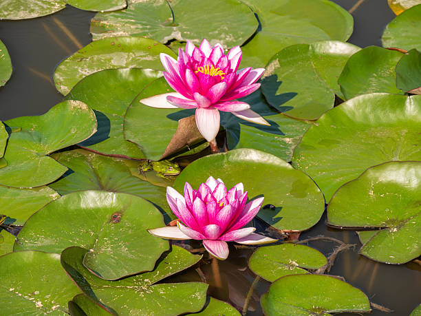 istock Pink Water Lilies on a Tranquil Pond 2242507621