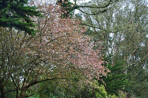 istock Pink Blossom Yoshino cherry tree. 2242509263