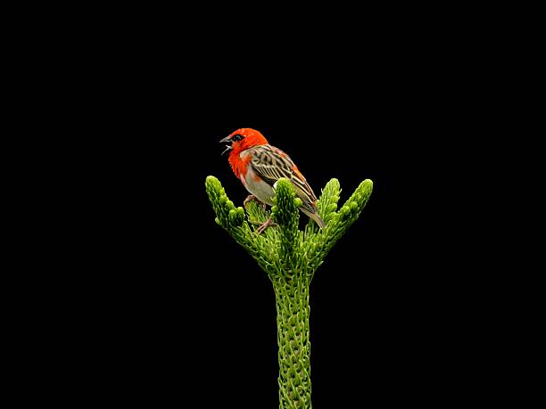 Red fody (Foudia madagascariensis), also known as Red cardinal fody in Mauritius