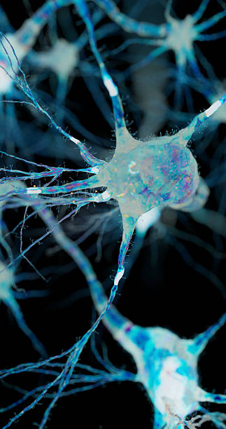 istock A cluster of neurons illuminated in blue and violet tones symbolizing brain activity. 2242510924