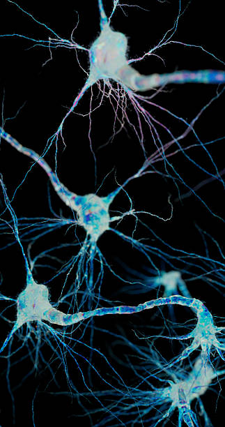 istock Digital artwork of brain neurons forming a living, organic network. 2242510933