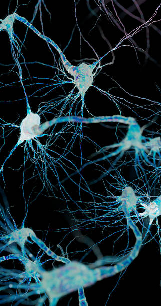 istock Blue neuron fibers connect into a living web representing thought and memory. 2242510969