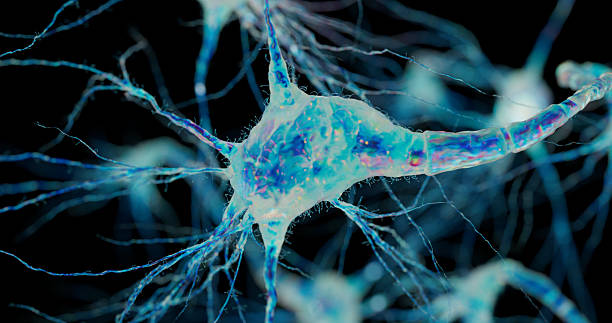 istock Interconnected neurons glow with energy, illustrating brain communication. 2242511008
