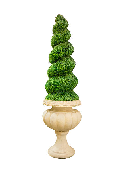 istock A spiral Dwarf hedges cut green tree in a design white pot 2242515069