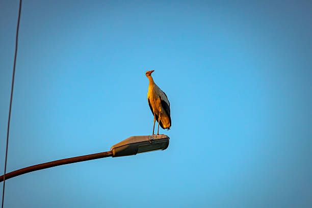 View of beautiful silhouette of stork as standing on traffic street lamp in the evening time.