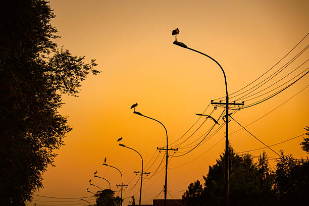 Several storks are standing in a row on traffic street lamps in the evening time, sunset.