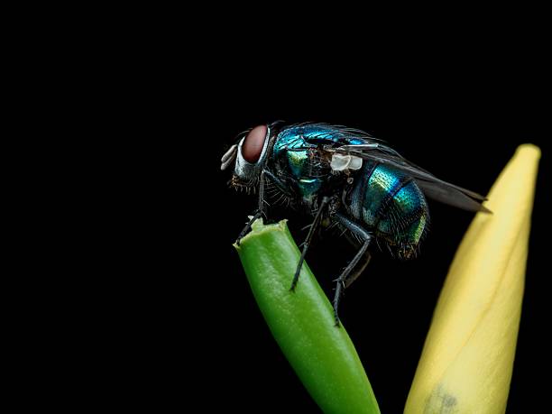Close-up of a fly perched on a branch.