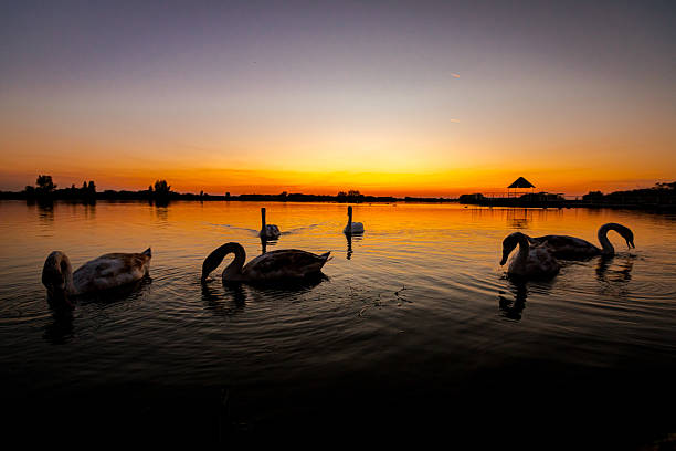 Swan family together are eating in shallow water at beautiful sunset, evening time over lake, calm water.