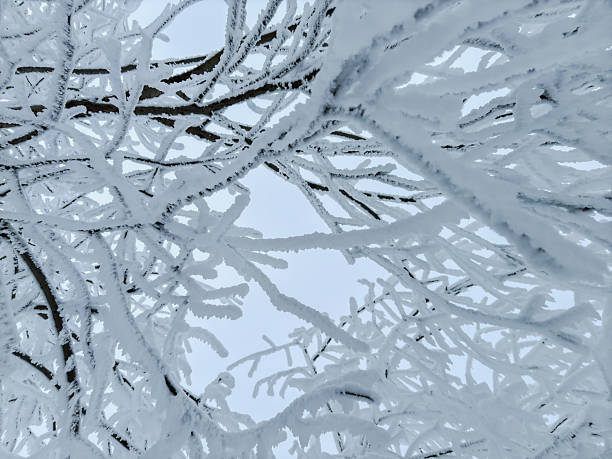 close up of snow covered tree branches. winter background. abstract background. botanical background. minimalistic. aesthetic. conceptual. wallpaper