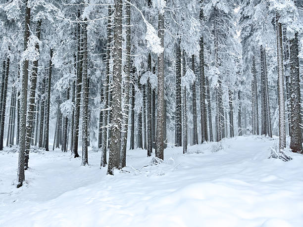 istock snow covered pine forest. winter landscape. winter atmosphere. winter background. abstract. aesthetic. atmospheric. nature. minimalism 2242521952