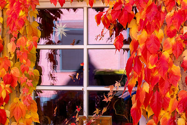 Bright red and golden leaves cascade around a window, reflecting the warm sun and creating a picturesque autumn scene. Nature's beauty enhances the cozy charm of the building.