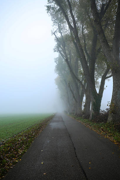 istock misty poplar alley in autumn 2242523001