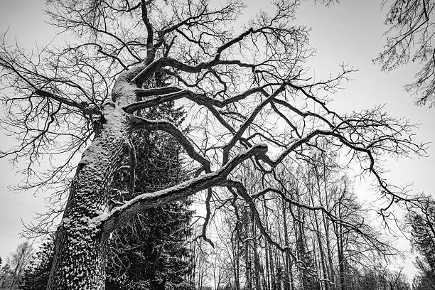 Grunge image of dark forest, perfect halloween background
