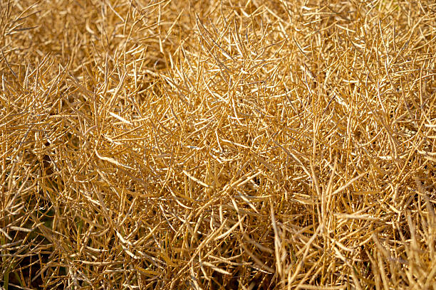 istock Rapeseed field, mature canola pods 2242523769