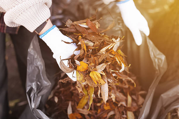 istock Person gloved hands cleaning fall leaves into bag 2242527115
