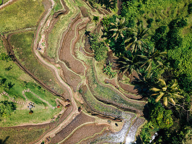 Aerial view discovering the lush green rice terraces and palm trees surrounding the iconic Agrotourism in Gianyar, Indonesia