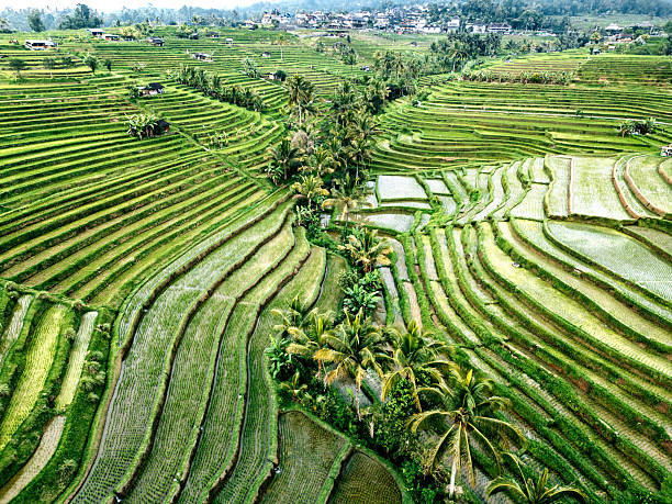 Green rice paddies and curved terraces covering a hillside, reflecting sky and receiving water from a traditional irrigation system