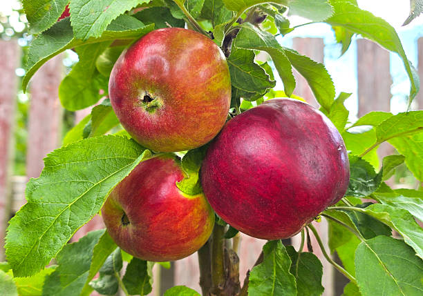 Juicy large red apples hanging from tree branches in an orchard awaiting harvest