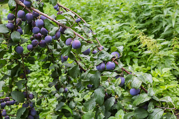 istock Ripe plums on the branch in orchard in overcast day 2242531155
