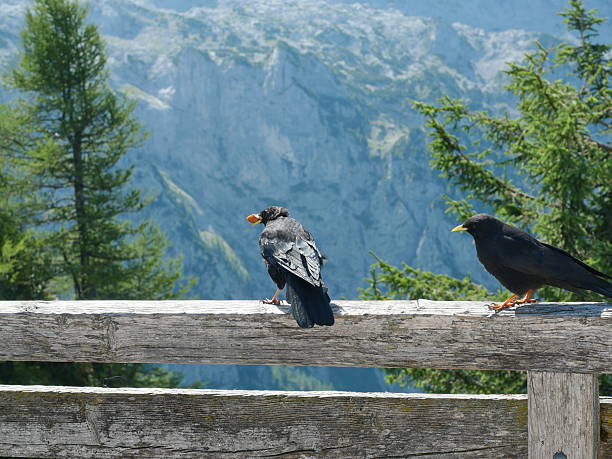Free picture: The Alpine chough or yellow-billed chough (Pyrrhocorax ...