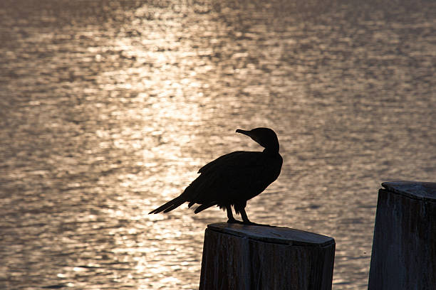 istock Cormorant sitting on a pole in the last sunlight 2242533170