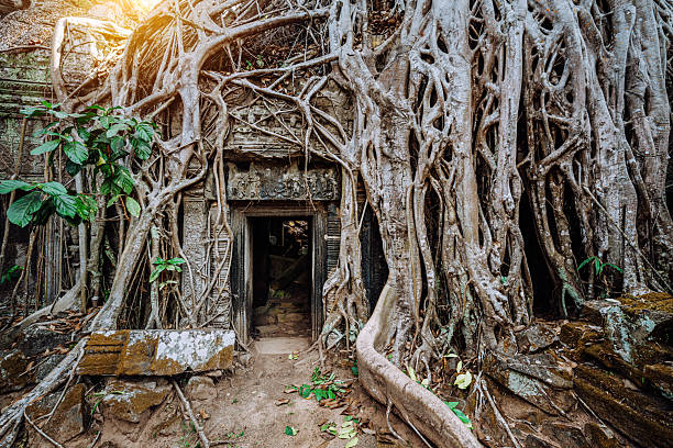Massive tree roots wrap around a weathered temple doorway in Angkor Wat, Cambodia. Nature and history collide, creating a mystical scene of endurance, ruin, and jungle reclaiming sacred space.